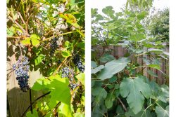 Haarlem – Saenredamstraat 12 – Foto 14